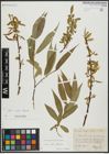 Foto von Salix alba L. x Salix fragilis L.